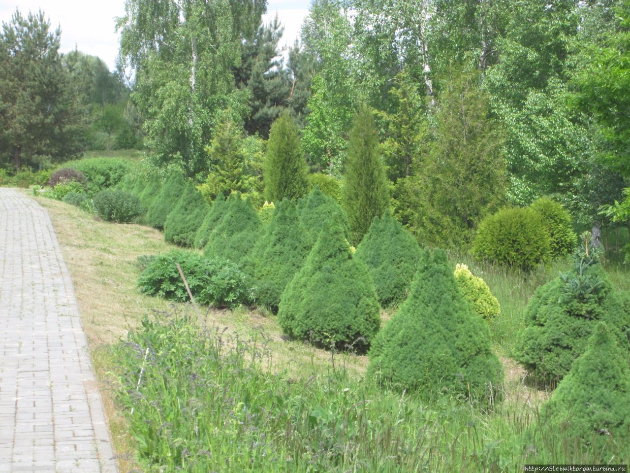 Прогулка в Дендрологический сад Нарочанского парка Мядель, Беларусь