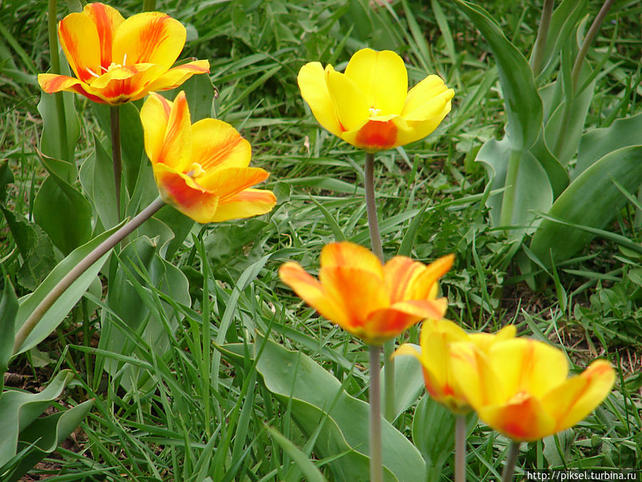 Весенняя феерия Певческого поля Киев, Украина