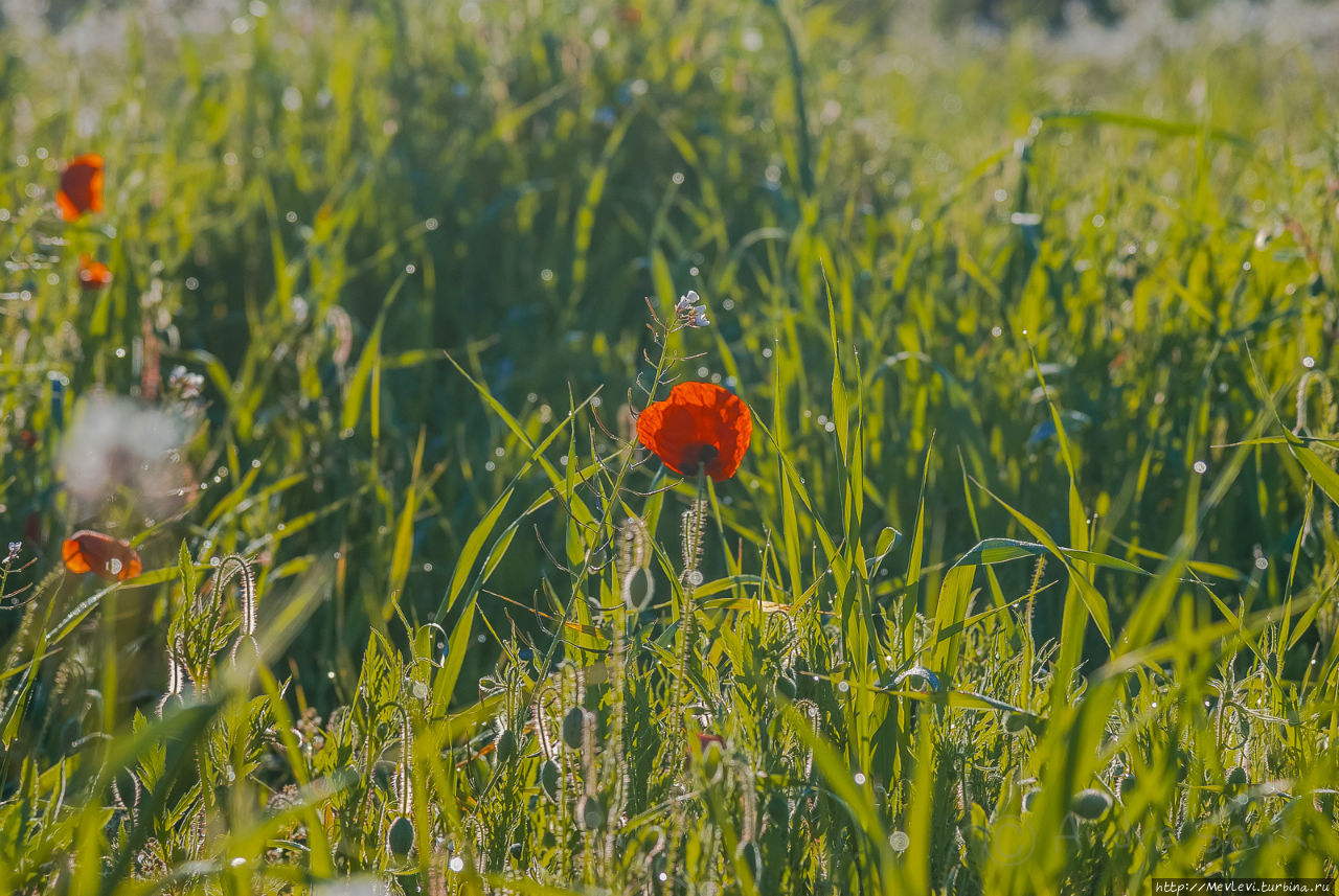 Маковое поле у фермерского дома в Испании Испания