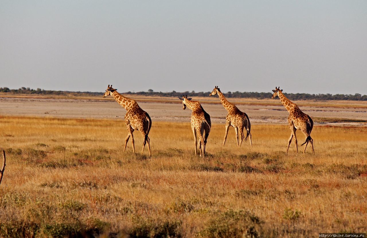 Въезд Намутони Этоша Национальный Парк, Намибия