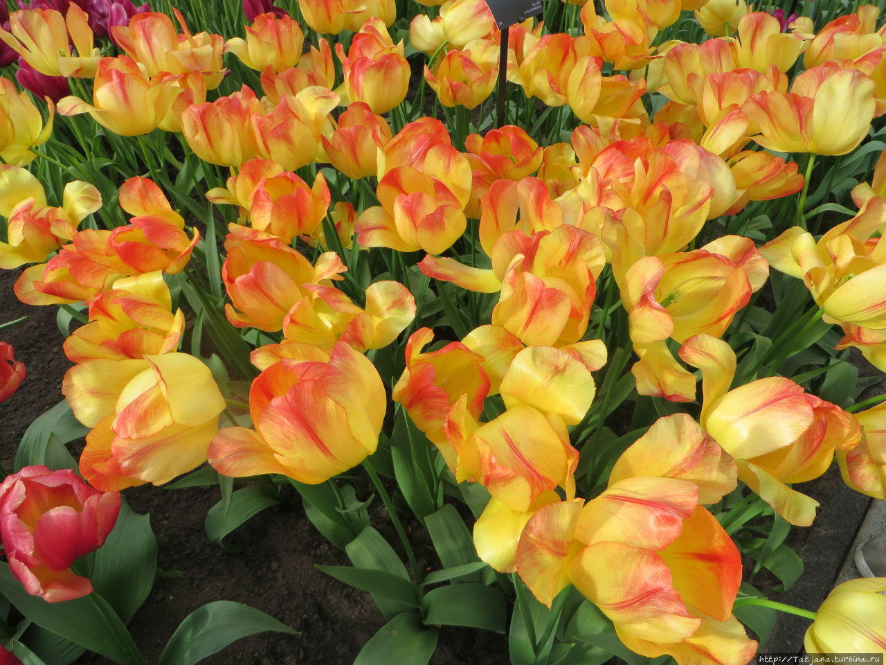 Тюльпаны из павильона Короля Голландии Willem-Alexander Лиссе, Нидерланды