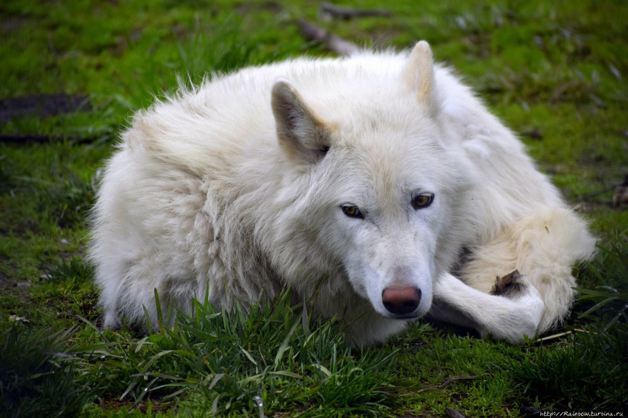 Центр охраны животных Аляски / Alaska Wildlife Conservation Center