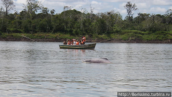 Амазонский розовый дельфин демонстрирует себя фотографам Перу