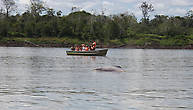 Амазонский розовый дельфин демонстрирует себя фотографам