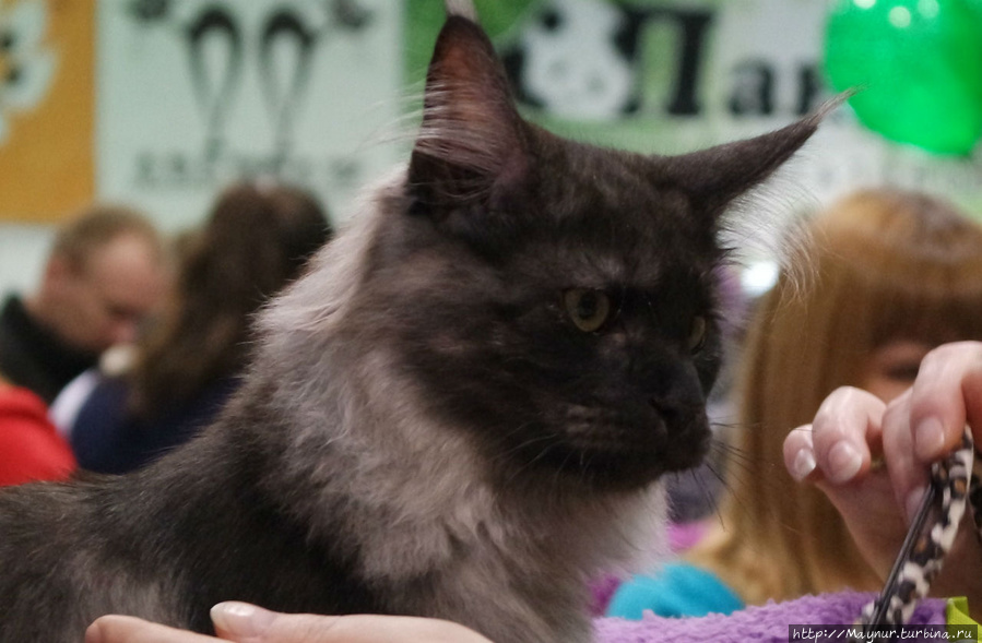 Самые  любимые... Южно-Сахалинск, Россия