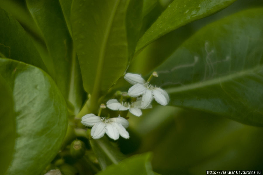 ЮВА 2012 — день 6 — Ко Чанг Остров Ко-Чанг, Таиланд