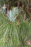 Голубоватые хвоинки у молодых деревьев и зеленые блестящие у взрослых — около 30 см длиной собраны в пучки по 3 шт.