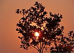 Окрасив полнеба в пурпурный цвет, какое-то время солнечный диск неподвижно висел над деревьями, словно говорил — любуйтесь мною...