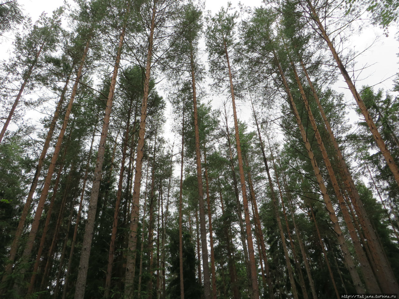 Лес — это гармония для души, а  лисички — гармония для тела Гакково, Россия
