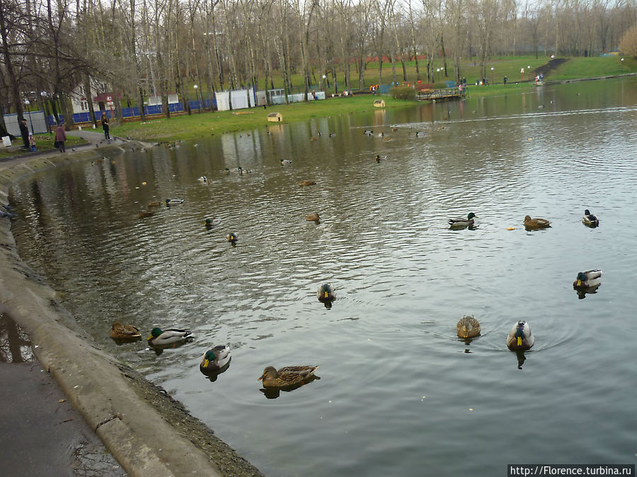 Пруд Бекет Москва, Россия