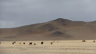 Монгольские просторы