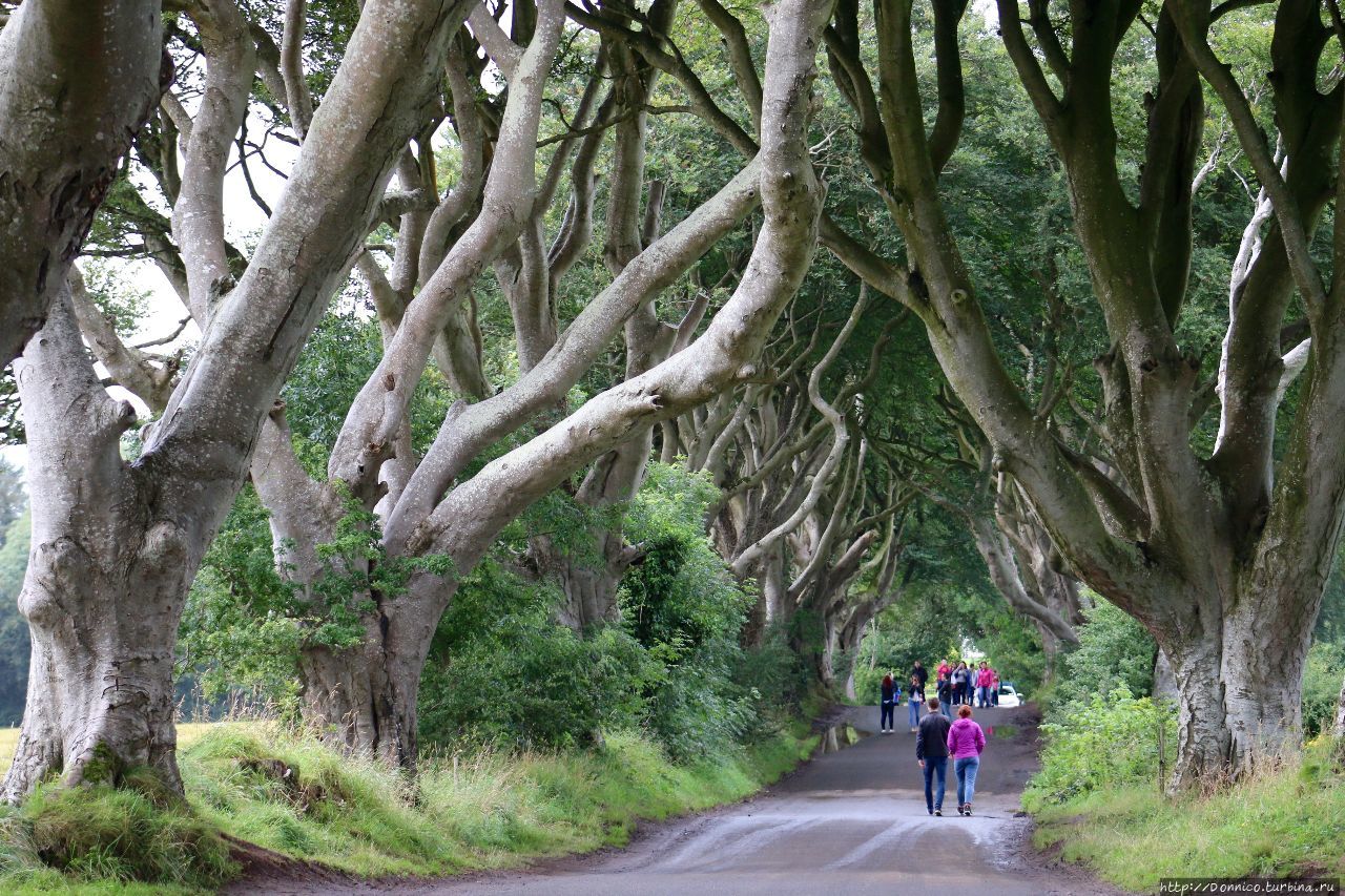 Темная Аллея Dark Hedges и темные века Dark Ages Дарк-Хеджес, Великобритания