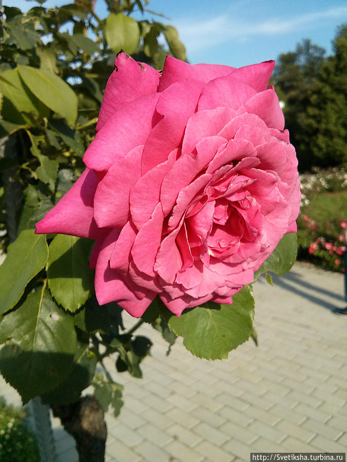 Коллекция роз — Ботанический сад Москвы Москва, Россия