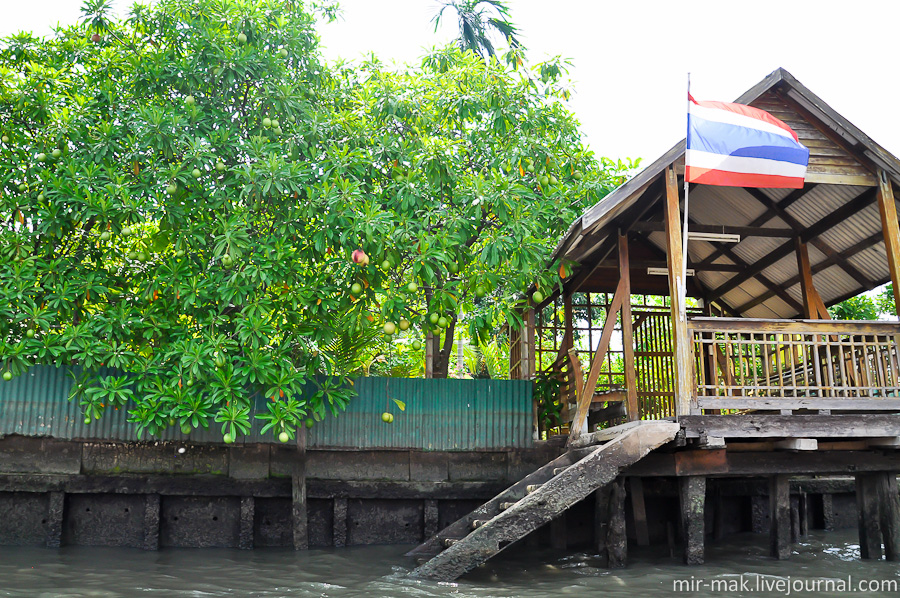 Дерево манго и флаг Таиланда. Бангкок, Таиланд