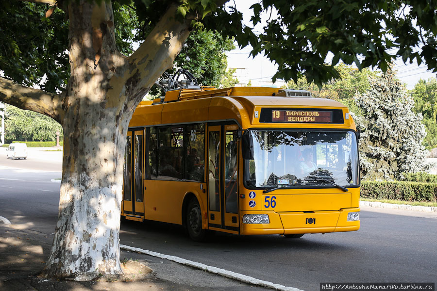 Троллейбус Тирасполь-Бендеры показался из-за платана. Сам троллейбус, насколько помню – белорусский. Тирасполь, Приднестровская Молдавская Республика
