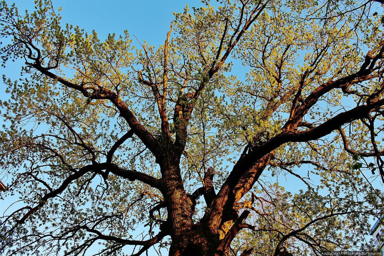 Дуб (Quercus L.) № 206 Великий Новгород, Россия