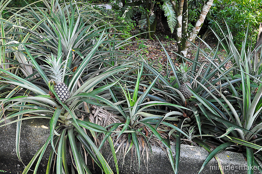 Также здесь есть что-то вроде тропического огорода, на котором можно посмотреть, как растут, цветут и созревают различные диковинные овощи-фрукты. Так, например, колосится всем известный ананас. Сингапур (город-государство)