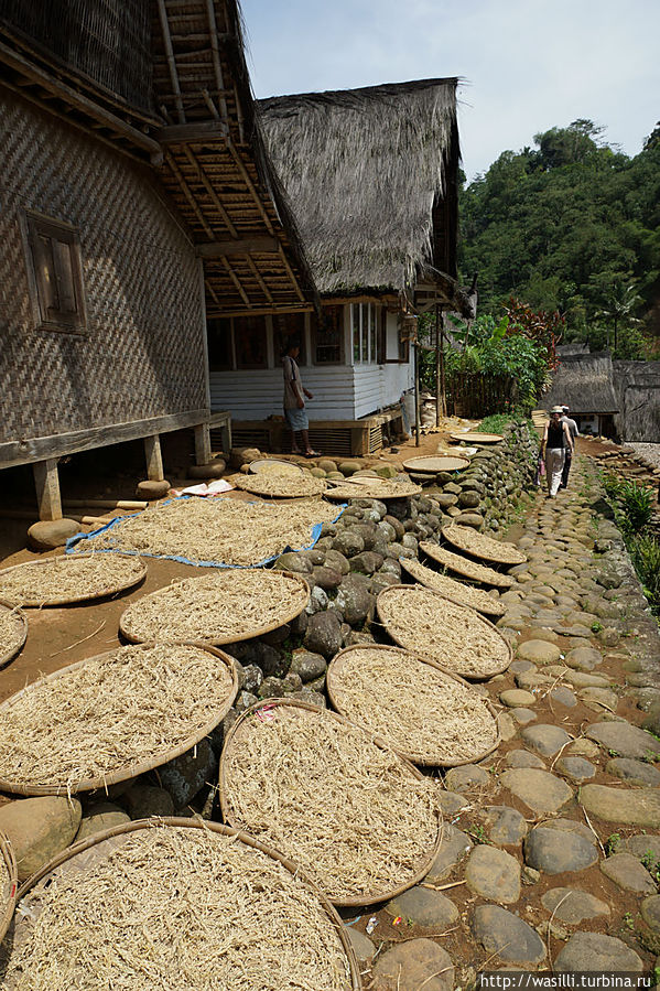 Заготовка риса — основного продукта питания. Ява, Индонезия
