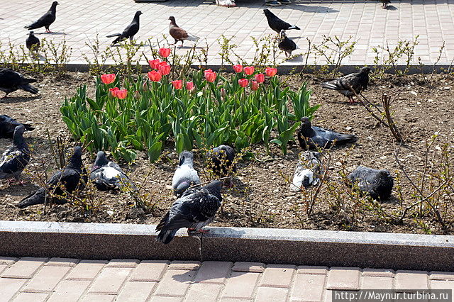 Свершилось! Южно-Сахалинск, Россия