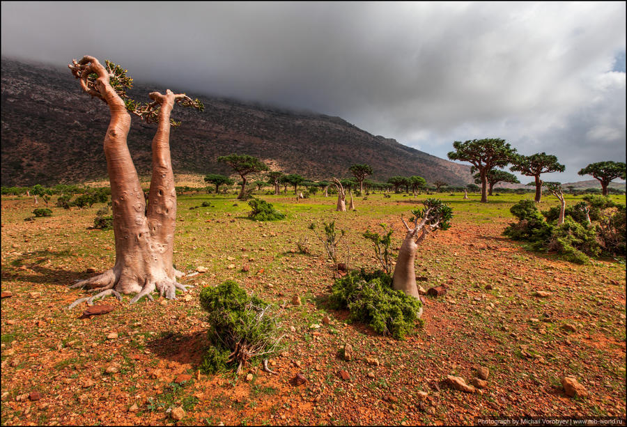 Бутылочное дерево обладает более развитыми тканями для накопления влаги и поэтому оно единственный в своем роде эндемик суккулент. Ствол похожий на гигантскую искривленную бутыль ствол служит отменным сосудом для влаги, необходимой дереву в засуху. Остров Сокотра, Йемен