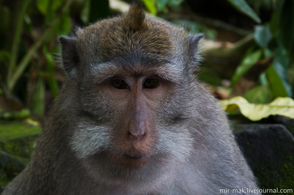 Примечательно, что самцы обезьян живут до 15 лет, в то время как самки обезьян до 20 лет, разница в продолжительности жизни почти как у людей. Убуд, Индонезия
