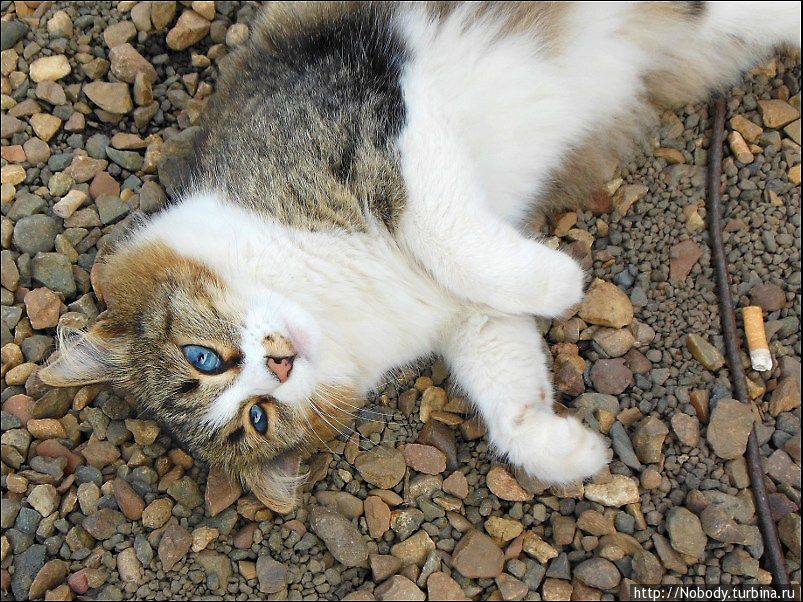 Удивительно голубоглазая кошка владельца картинга. Братск, Россия