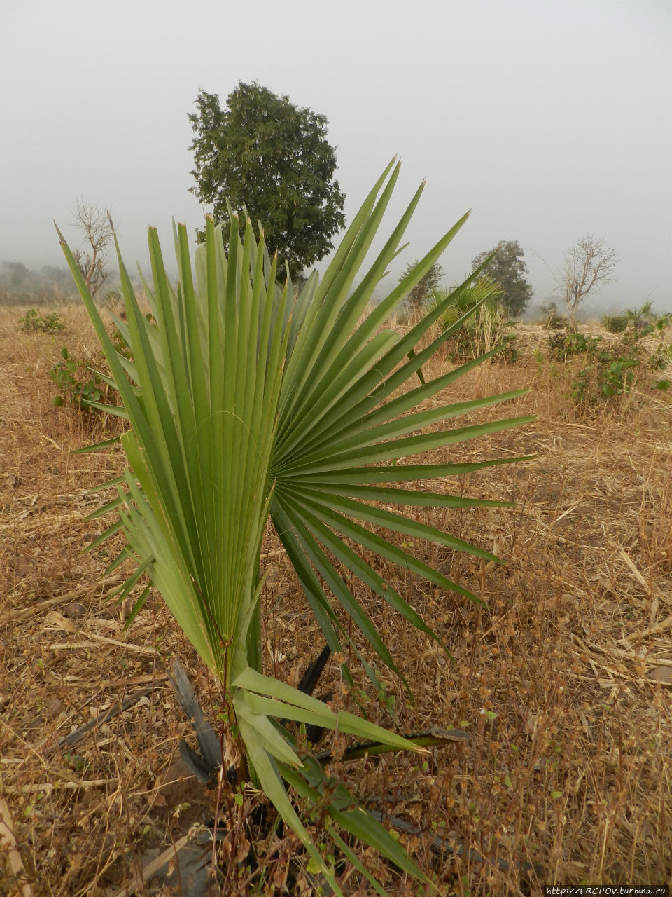 Цветы январской саванны Поли, Камерун