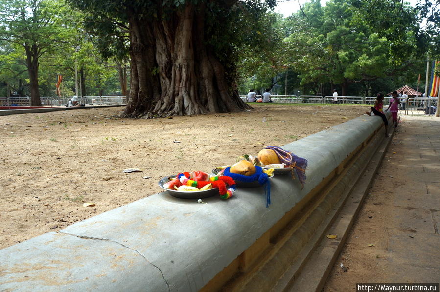 — вплоть   до  каждого  старого   дерева. Катарагама, Шри-Ланка