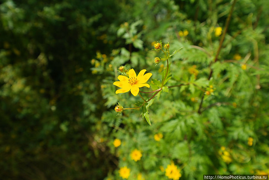 Цветы Мескель Бахр-Дар, Эфиопия