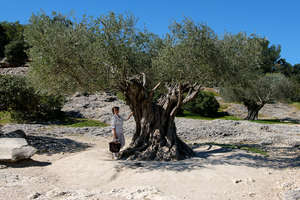 В одном очень старом и легендарном месте, гиды утверждают, что местные оливы живут 2000 лет. Этим молодухам около 300.