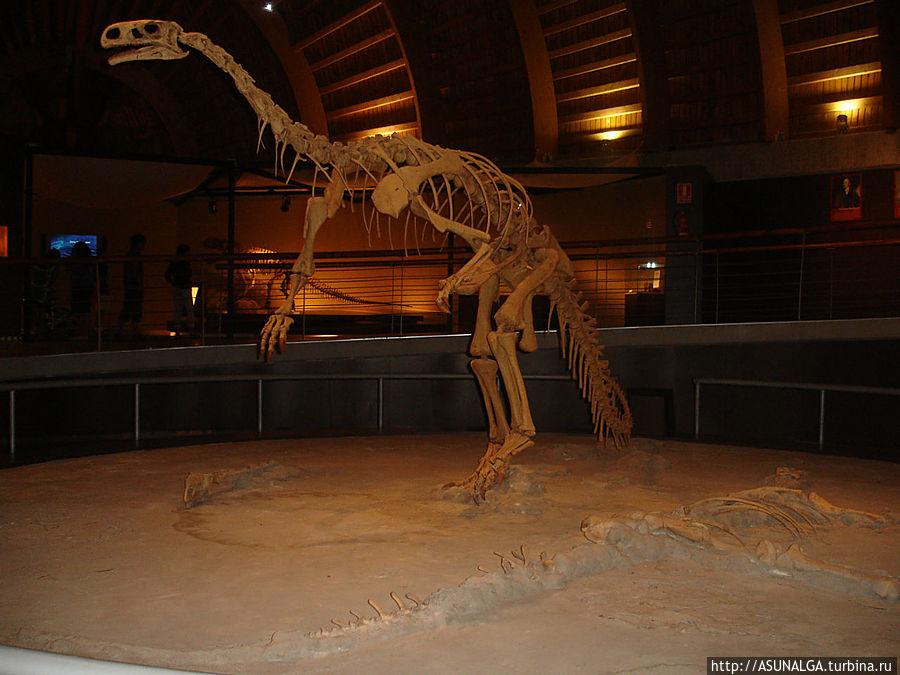 Музей разделён на четыре секции. Первая содержит 150 ископаемых следов, найденных на побережье, вторая имеет 200 скелетов динозавров, крокодилов, рыб и черепах, третья содержит 103 ископаемых растения и одиннадцать фрагментов ствола дерева, а последний — около 6000 беспозвоночных ископаемых. Некоторые модели озвучены, например: тираннозавры, гиганотозавр, дейноних.