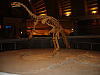 Музей разделён на четыре секции. Первая содержит 150 ископаемых следов, найденных на побережье, вторая имеет 200 скелетов динозавров, крокодилов, рыб и черепах, третья содержит 103 ископаемых растения и одиннадцать фрагментов ствола дерева, а последний — около 6000 беспозвоночных ископаемых. Некоторые модели озвучены, например: тираннозавры, гиганотозавр, дейноних.