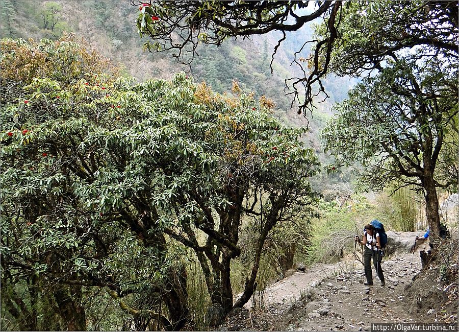 Тропа приводит нас в лес. Горные леса Лангтанга необычайно красивы и полны не только пьянящего  аромата трав и цветущих рододендронов, но и доносящихся из зарослей переливов птичьих трелей. Лангтанг, Непал