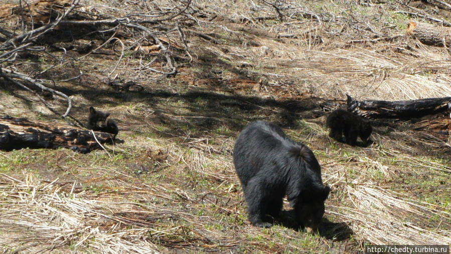 Фотографии медведей из разных парков США в Черном Каньоне мы медведей не встретили. Гранд-Джанкшн, CША