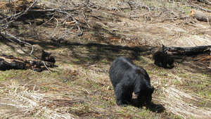 Фотографии медведей из разных парков США в Черном Каньоне мы медведей не встретили.