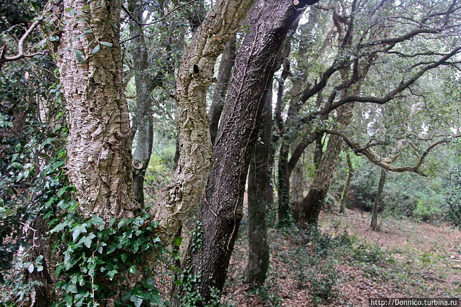 Пробковый дуб — к полету готов! Каталония, Испания
