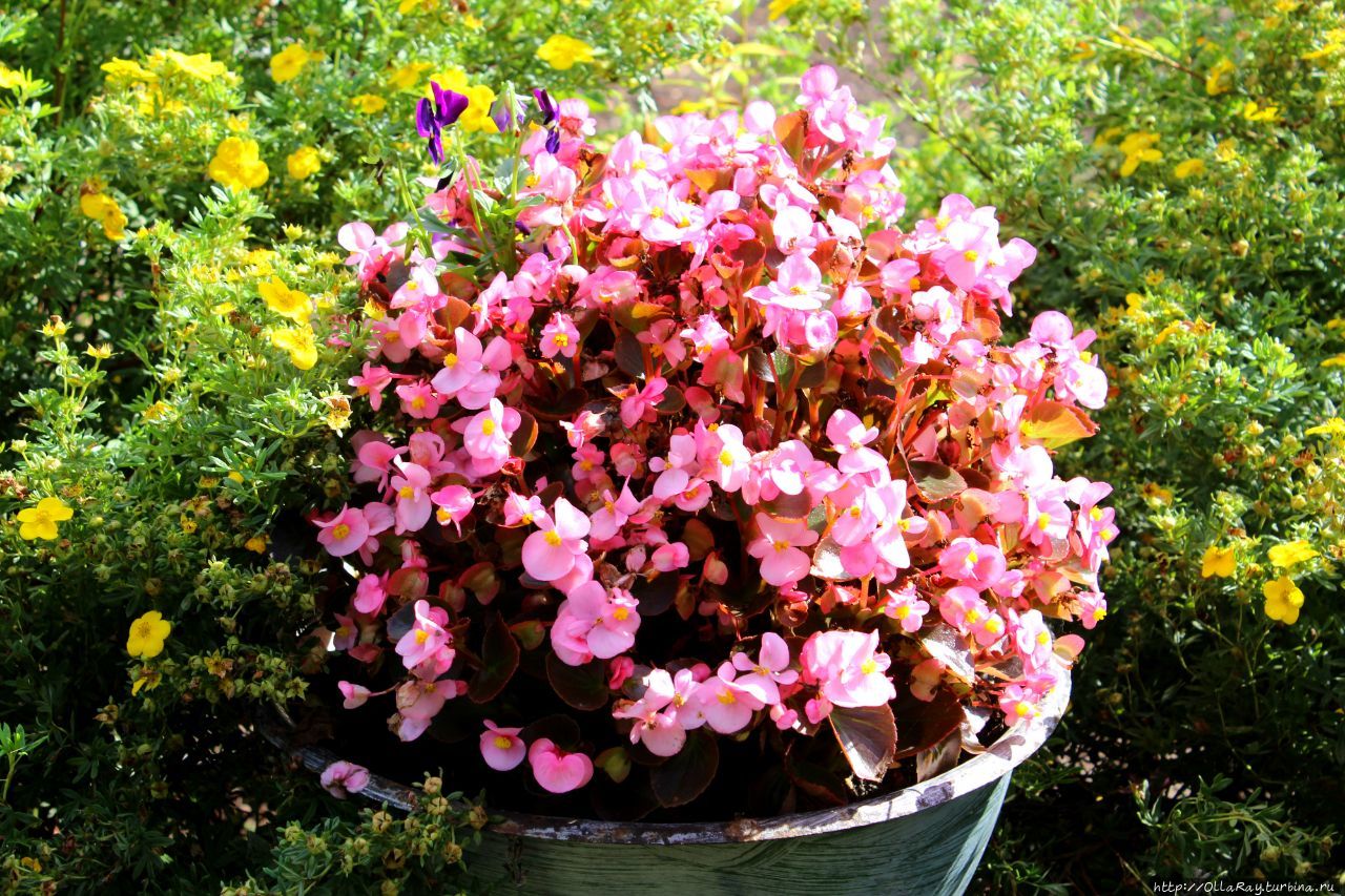 Кстати о разных кадках, горшках и кашпо. Посадите бегонию и ваш балкон сразу преобразится. Кстати о разных кадках, горшках и кашпо. Посадите бегонию и ваш балкон сразу преобразится.