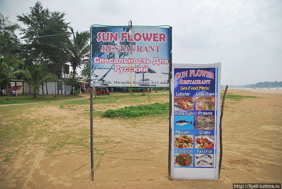 Sun Flower Берувала, Шри-Ланка