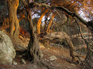 Фантастическая картина: старые оливы в заброшенном саду. Думаю, им лет 400.