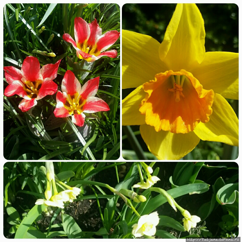 Весна пришла и я ей рада Херлен, Нидерланды