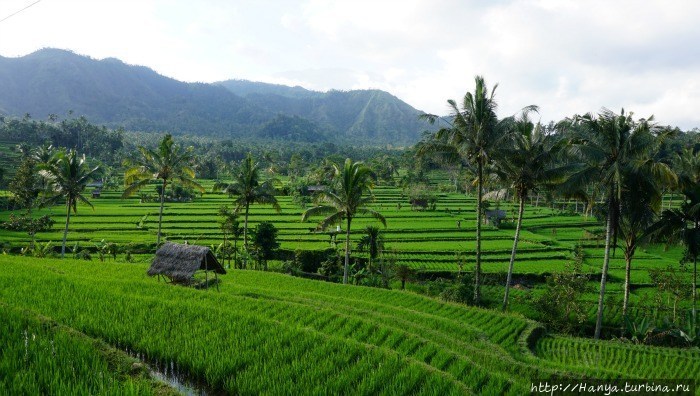 Рисовые поля равнины. Фото из интернета Тиртаганга, Индонезия