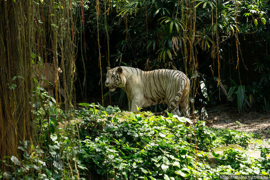 Белые тигры в Сингапурском зоопарке Сингапур (город-государство)