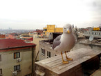 Чайки — один из символов Стамбула
