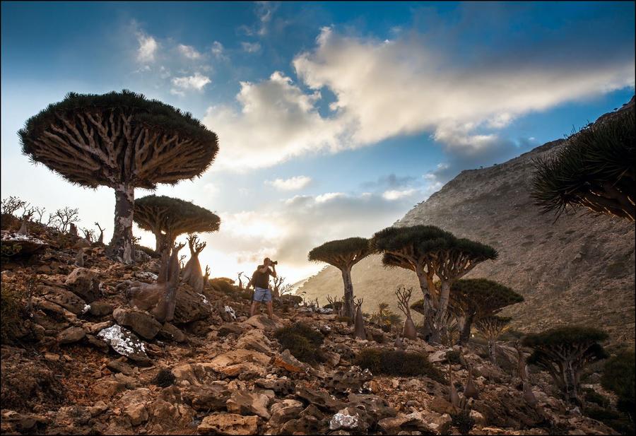 Закатная фотосъемка среди драконовых деревьев. Йемен