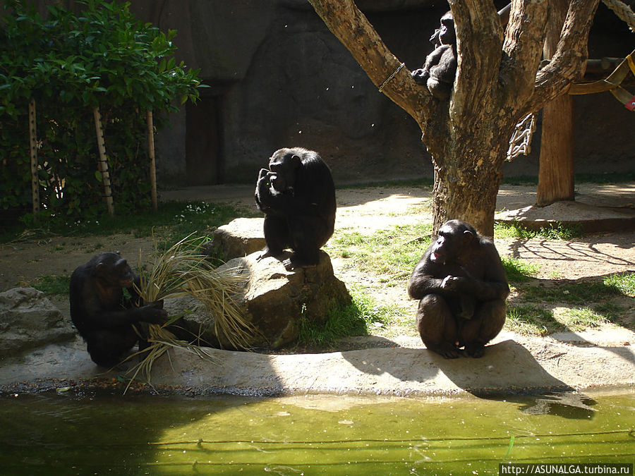 Зоопарк в Барселоне (Barcelona Zoo) находится практически в центре города. Это одно из популярных и наиболее часто посещаемых мест в Барселоне. Замечательный вариант отдыха для всей семьи. Здесь содержится около 8000 животных и более 400 видов со всех континентов земного шара. К радости и детей, и взрослых, в зоопарке представлены веселые и игривые детеныши диких кошек...