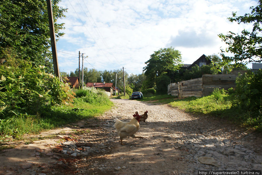 Подслушано в тарусе. Лето Таруса. Йорк Таруса. Улица Урицкого Таруса. Таруса коты на улицах.