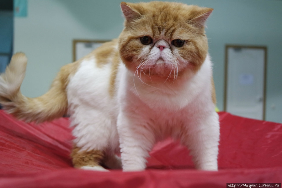 Самые  любимые... Южно-Сахалинск, Россия