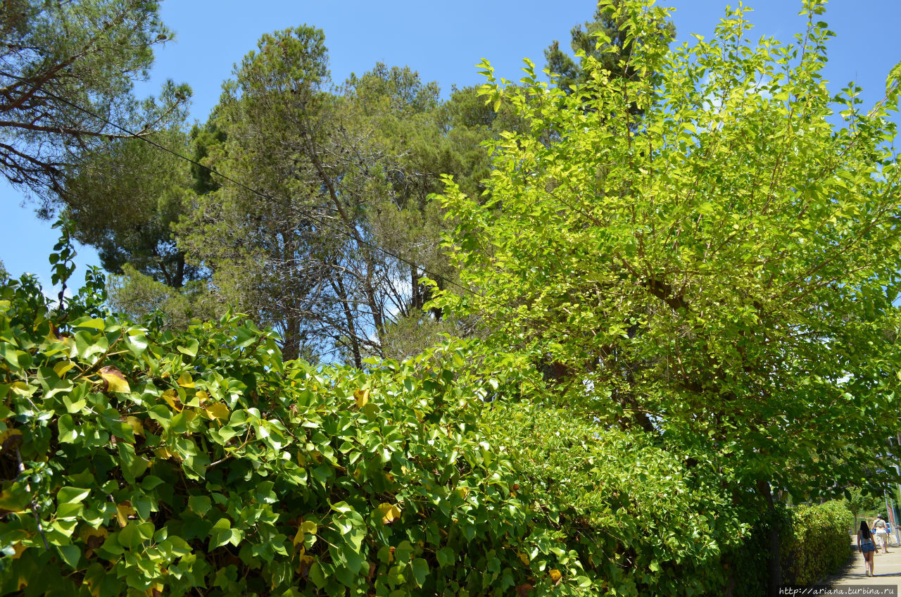 Зелёная Плайя-де-Аро Плайя-д-Аро, Испания