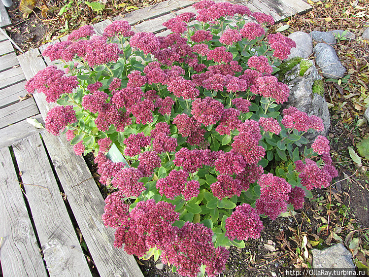 Очиток (очитник) в самом 