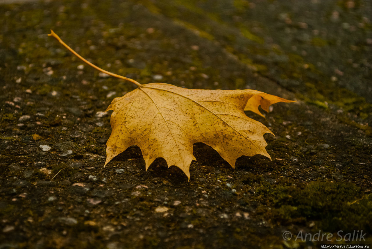 Октябрь в парке Аркадия Рига, Латвия